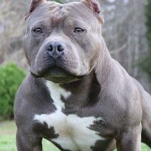 Meet your Posher, Roberto